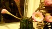 Time-lapse d'un cactus qui fleurit: magique