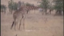 Une girafe venge son bébé en tuant un lion !