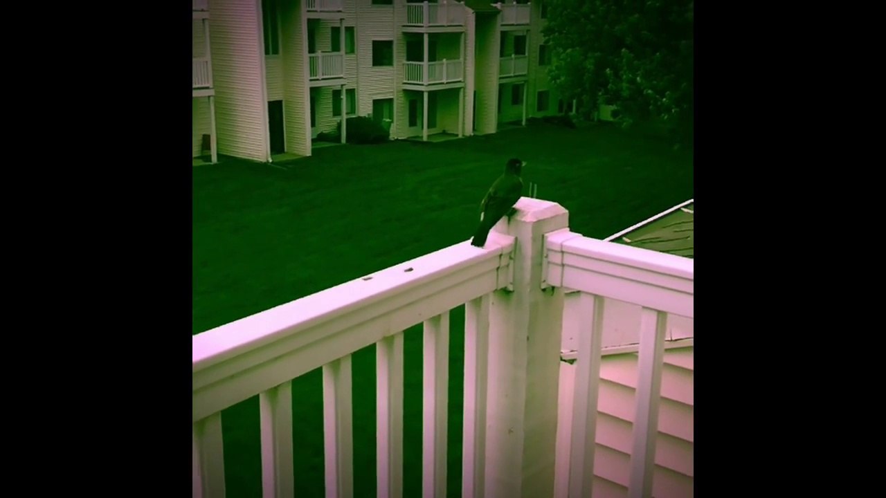 Un oiseau gazouille en slow motion... Est-ce un dinosaure ?!