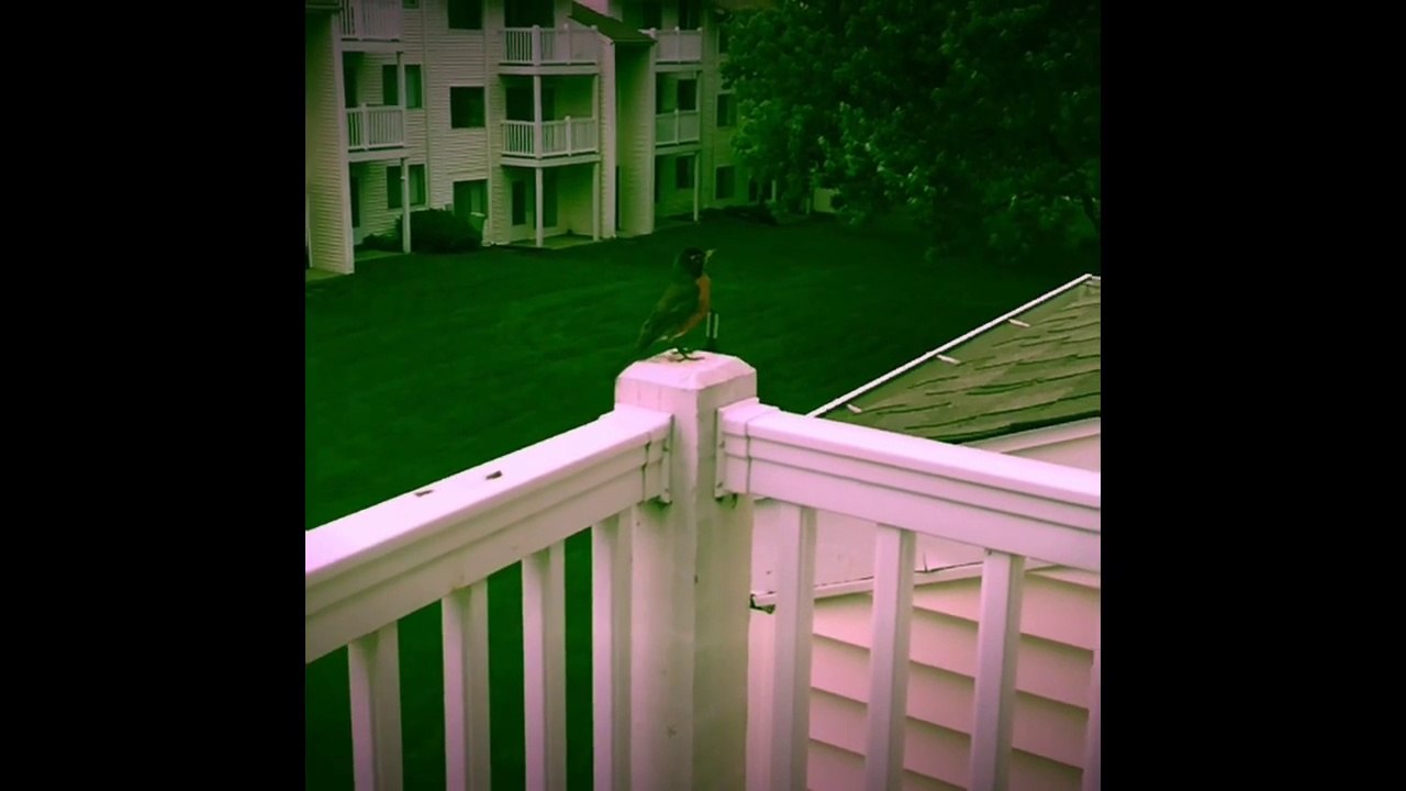 Bird singing in slow motion sounds like dinosaur!