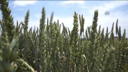 Çiftçilere Yeni Buğday Çeşitleri Tanıtıldı