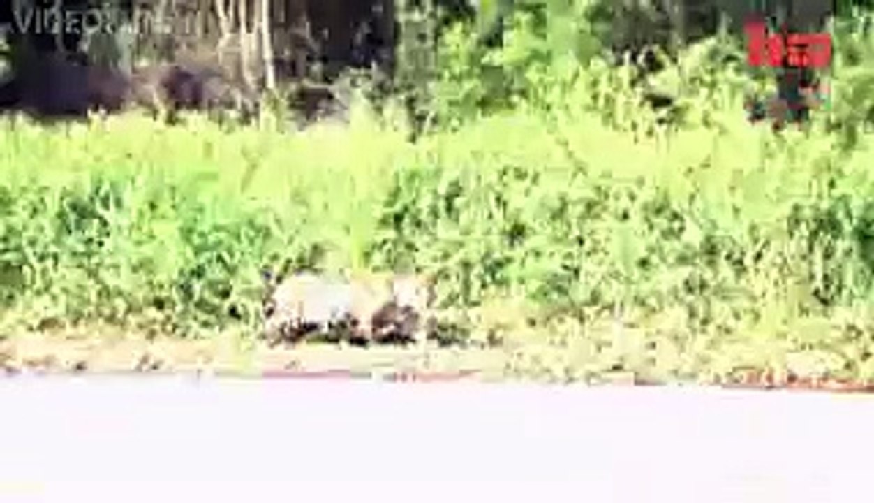 tiger Attacks Caiman Crocodile - Close Up Footage