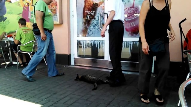 un chat fait une sieste devant le Mac'Do