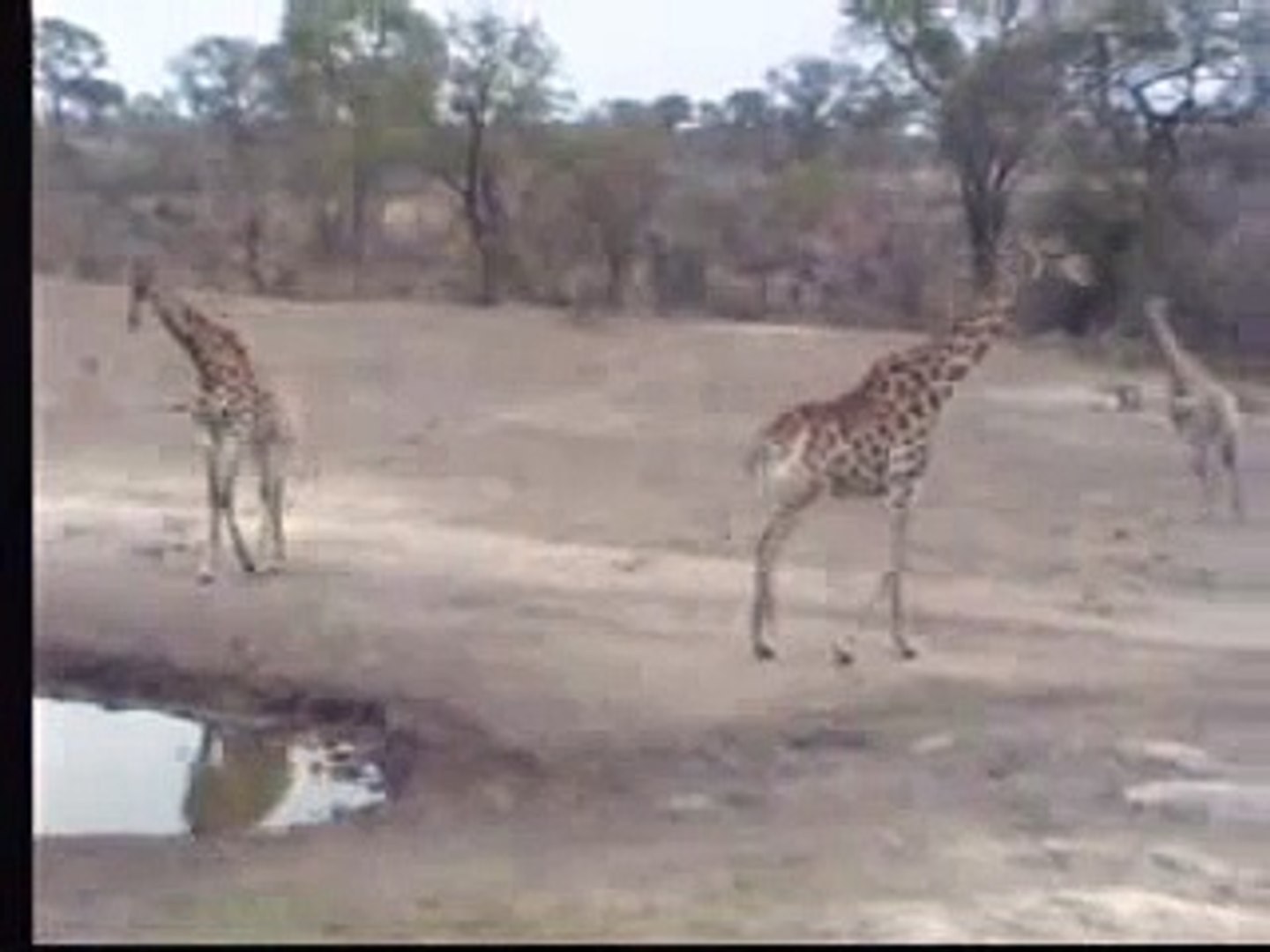 Giraffes Africa 10-20-06