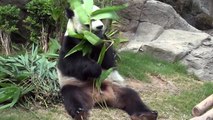 Panda eating bamboo at Ocean Park, Hong Kong, 2011.06.20