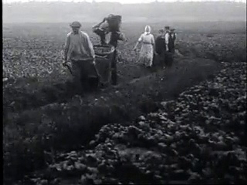 Augurkenteelt - 1 augustus 1924