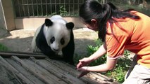 China zoo prepares to celebrate panda's 35th birthday