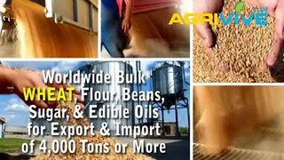 Buy USA Bulk Wholesale Wheat, Wholesale Wheat, Wholesale Wheat, Wholesale Wheat, Wholesale Wheat, Wholesale Wheat, Hard