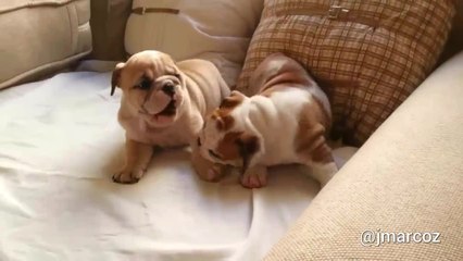 English Bulldog puppies adorably play together