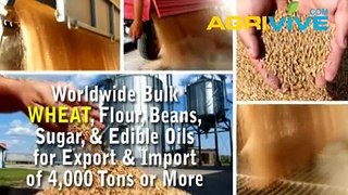 Buy USA Bulk Wholesale Wheat Export, Wheat Export, Wheat Export, Wheat Export, Wheat Export, Wheat Export, Wheat Export,