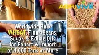 Buy USA Bulk Wholesale Wheat Trade, Wheat Trade, Wheat Trade, Wheat Trade, Wheat Trade, Wheat Trade, Wheat Trade, Hard R