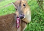 Little Deer Loves to Lick