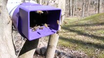 Honey bees at pollen feeder