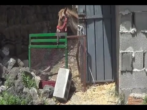 Catania - Cavalli tenuti in stalle lager e destinati a corse clandestine (21.05.15)