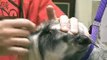 Super Styling Session Schnauzer Grooming Tips
