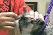 Super Styling Session Schnauzer Grooming Tips