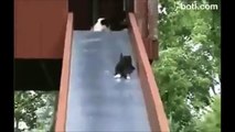 Kitten Slide  (Cat Funnies)