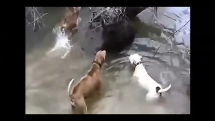 Wild Boar fighting dogs, Kangallar ve domuz,イノシシ猟,土佐, chasse au sanglier,2014 caccia al cinghiale