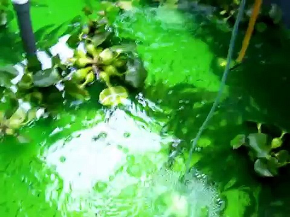 Marbled Goby Fish Farming, Ternakan Ikan Ketutu