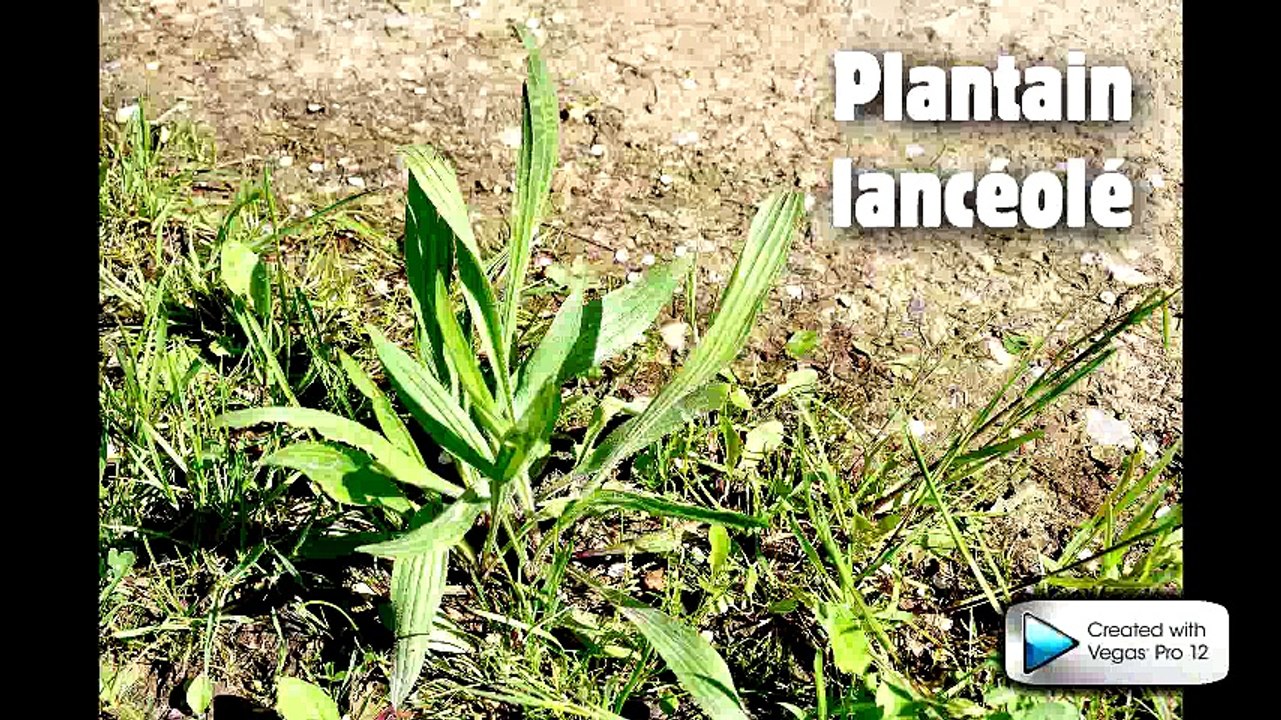Lance Plantain