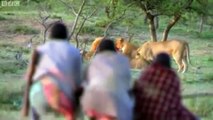 【衝撃映像】 マサイ族vsライオン
