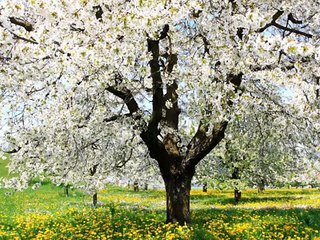 Sorin din Barbulesti - Ti-am promis Isuse