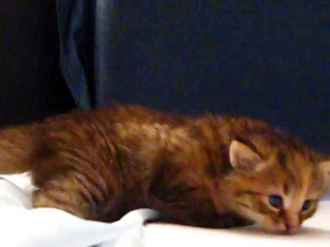19e jour : Mes chatons 2/3