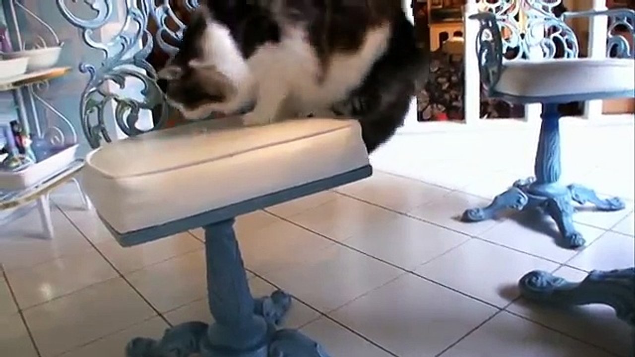 Cats 101 Animal Planet - Norweigan Forest Cat ** High Quality **