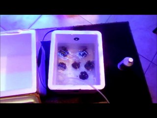 EcoTech Radion XR30w Pro Pt.1 w/ coral acclimation