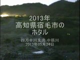 高知県宿毛市のホタル乱舞動画　2013年05月24日　Japanese　Firefly
