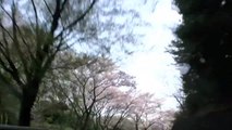 【HD】Japanese beautiful scenery of cherry blossoms