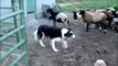 Rufus herding sheep Aug 31 2010.m4v