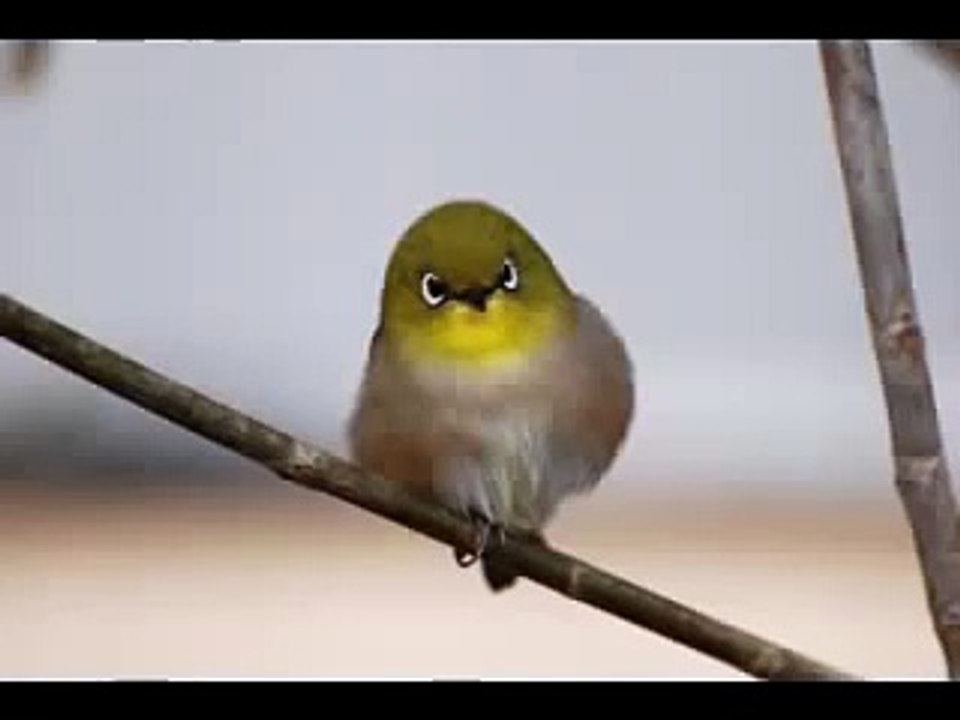 Kicauan burung pleci Mp3   suara pleci untuk masteran   pleci full isian gacor