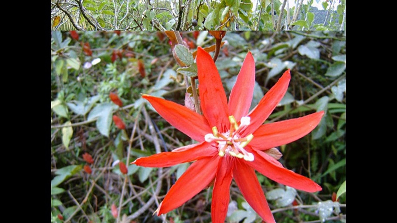 la Réunion