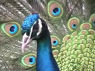 Purdy Peacock "Hollywood Adventure"