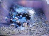 Blue Tits Feeding Their Chicks (23.05.2011)