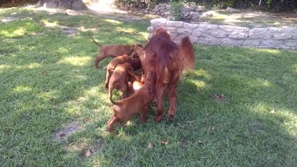 Irish Setter puppies play tug-of-war