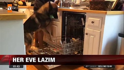 Bu köpekten her eve lazım Çamaşır, Bulaşık yıkıyor Temizlik yapıyor