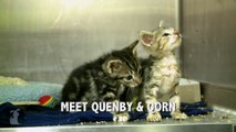 Two Baby Kittens Almost Didn't Survive Birth
