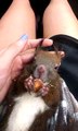 my sweet squirrel eating a peanut berries! :)