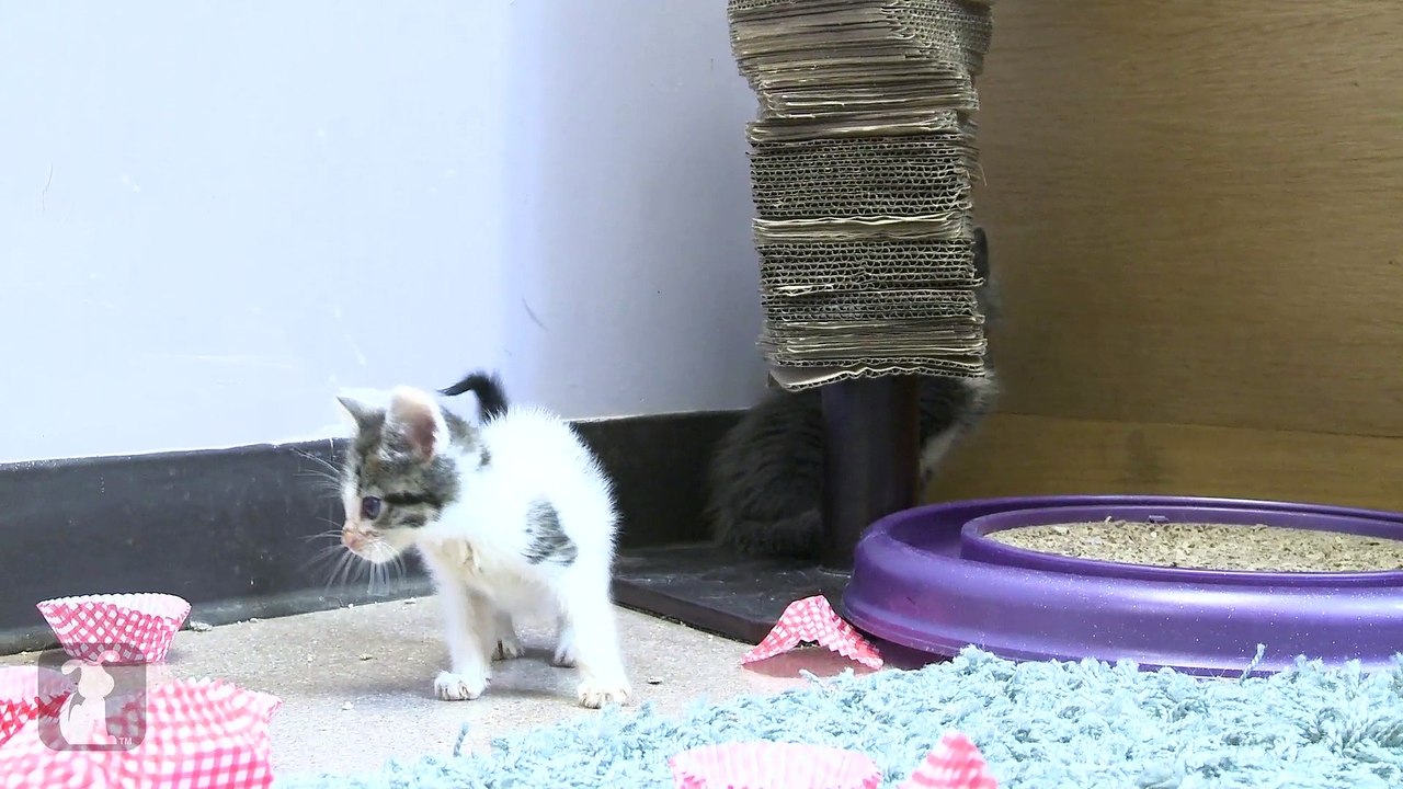 Kittens Use Scratching Post And Fall Over Alot!