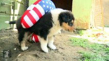 Collie Puppy Wears Travel Pillow; Prepares for Flight