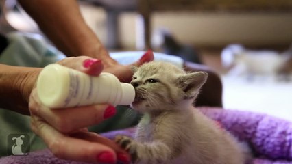 Bottle Baby Kittens (Cute Compilation)