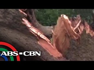 'Luis' topples trees, posts in Cagayan