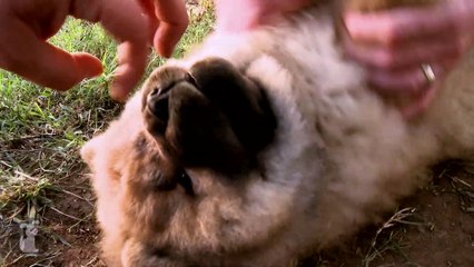 All The Cutest Chow Puppies Ever (Puppy Compilation)