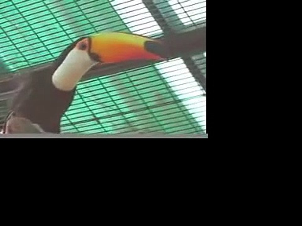 toco toucans inside their flight aviary