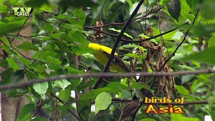 Colours of Nature - Birds of Asia #03