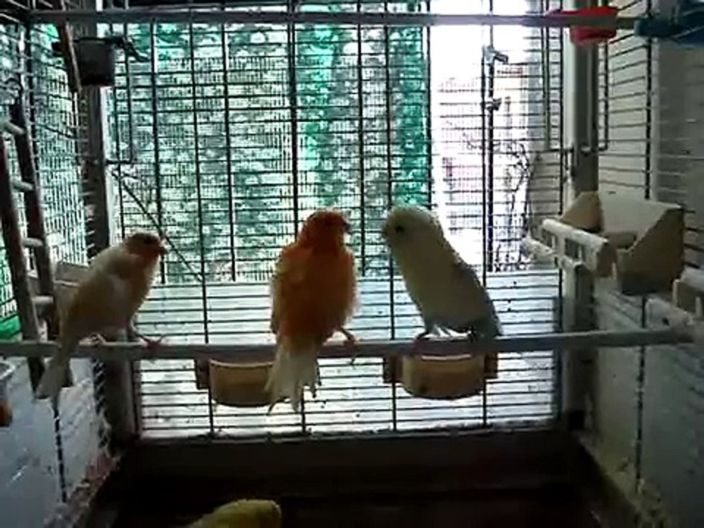 ⁣Friendship between canary and budgie