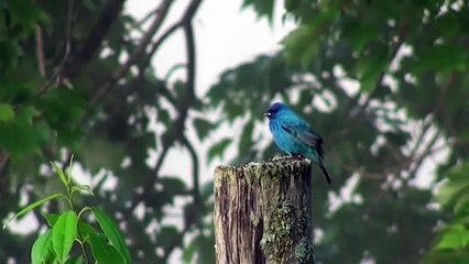 TÜRKÖZÜ ALARKO KOMBİ SERVİSİ –0312- 279 15 16