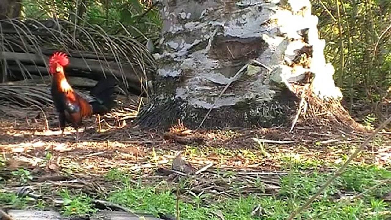 Ayam Hutan 7